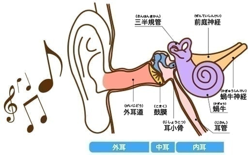 内耳にある渦巻状の蝸牛に音が伝わり、数万本の毛が生えた有毛細胞を振動させて。聴神経を経て脳に伝達されます。加齢性難聴は、有毛細胞の変化もよるものとされています。